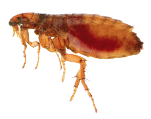 Essential Pest Ohio Flea Elimination