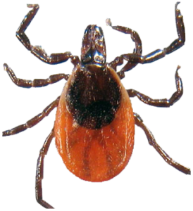 Essential Pest Ohio Tick Elimination